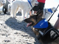 Wyatt rests after final mile of Puppy Up 2000 Mile Walk