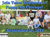 Tripawds PuppyUp Chicago