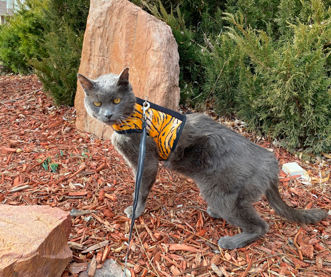 Senior Amputee Cat Jack on leash