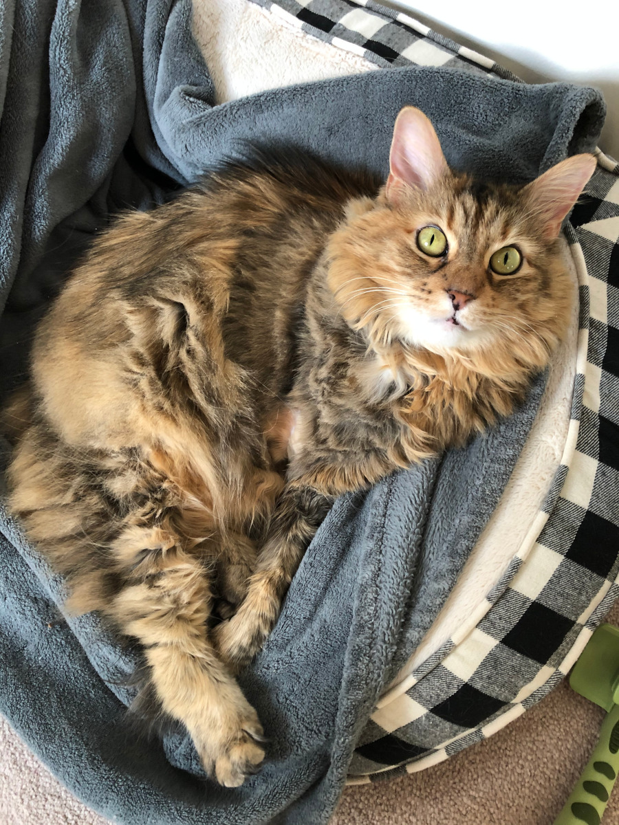 Three legged shop cat litter box