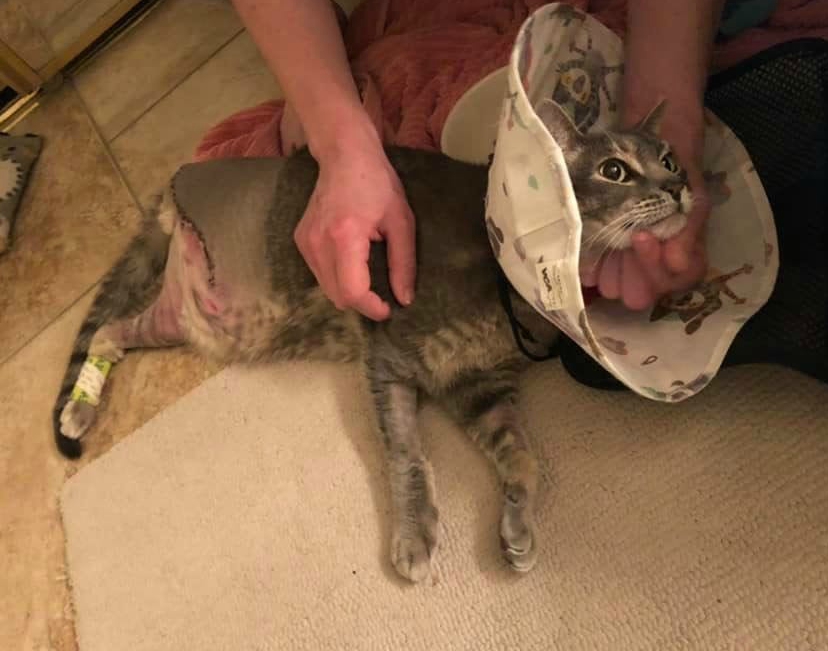 Tripawd cat amputation recovery