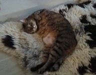 Yum Yum Senior Tripawd Cat