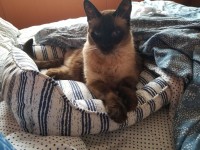 Charlie the Amputee Cat