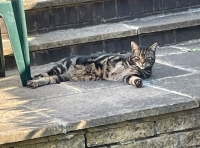 Tripawd Cat Cyrprus Brennen