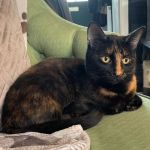 Bella tripod cat has subungal melanoma