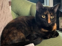 Bella tripod cat has subungal melanoma