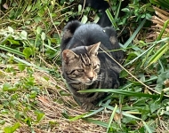 Tripawd Cat Cyrprus Brennen