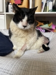 Fluffy 18 Year Old Three Legged Cat