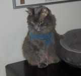 Cat Amputation Recovery