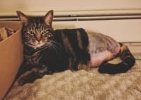 Leo fights feline osteosarcoma