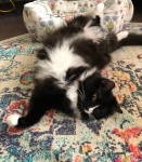 Magnus Tripawd Cat Doing a Stretch
