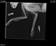 Three Legged Tripawd Cat Misty X-Ray