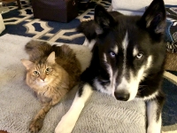 three legged cat with dog