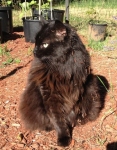 Three-legged Tripawd cat Mona