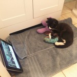 Tripawd cat recovery