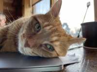 Purrkins Trikitty Ampuversary 5