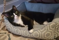 Adopt Sally the Tuxedo Tripawd Rescue Cat