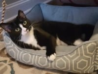 Adopt Sally the Tuxedo Tripawd Rescue Cat