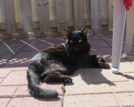 Samson3.jpg