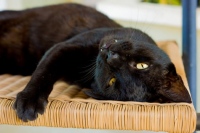 Three Legged Tripawd Cat Fang