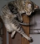 Three Legged Tripawd Cat Henry