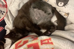 Tripawd Kitty Poe Botero