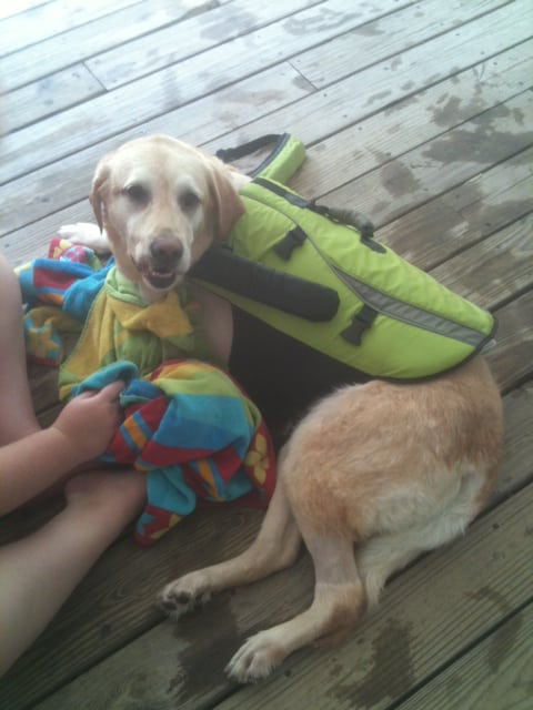 three-legged, Lab, swimming