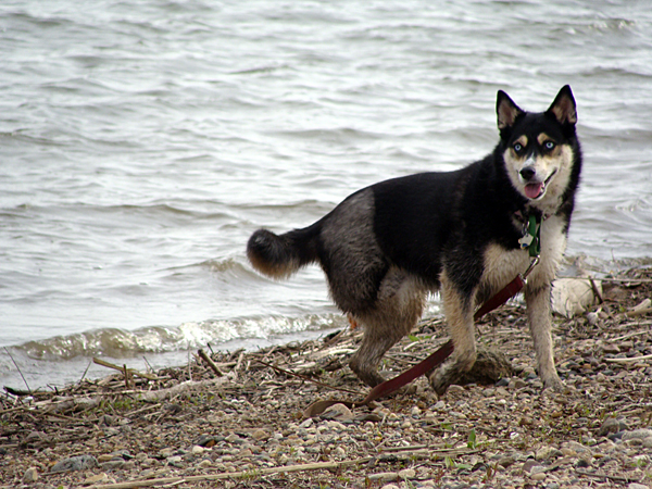 Tripawd Husky Takoda