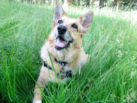 20080805w_hayfield02