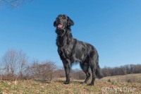 Flat-Coated Retriever Tripawd Neon