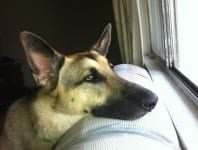 dog bone fungal infection