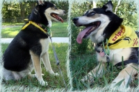 Tripawd Husky Takoda