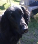 Flat Coated Retriever Tripawd