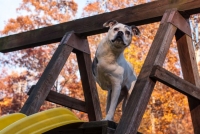 sasha_thistle_drive-octweb