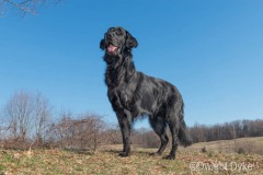 Flat-Coated Retriever Tripawd Neon