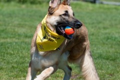 Travis Ray Tripawd Angel