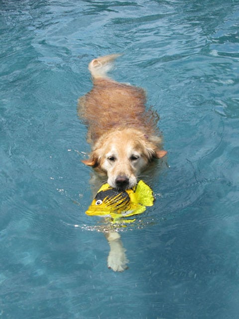 Three Legged Golden Sasha Swimming