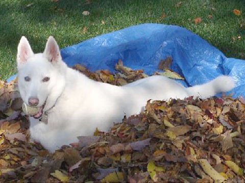 Canine Cancer Hero White Shepherd Tripawd Havannah Jack