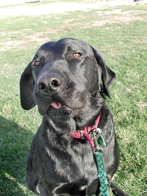 are tumors common in labrador retrievers