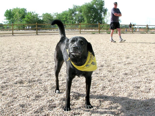 Three Legged Dog Guiness at Fort Collins Dog Park