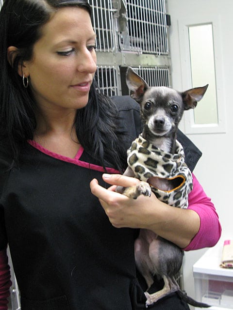 VCA L.A. Oncology Vet Dept. Chihuahua