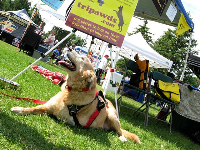 Tripawds Booth Babe Dakota