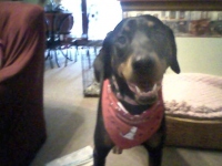 Three Legged Doberman Osteosarcoma Emily