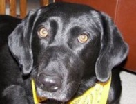 Three legged dog and cancer hero Paris