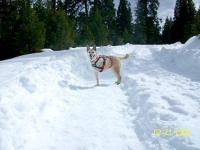 Three legged dog Wrigley in the snow
