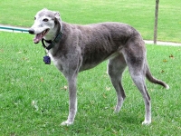 Three Legged Greyhound Boo