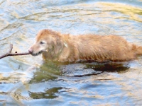 Three Legged Golden Retriever Cancer Hero Skyler
