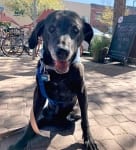 Senior Tripawd Cotee