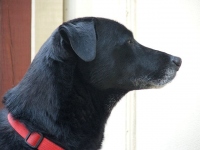 Three Legged Cancer Dog Stas