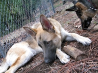 Travis Ray is such a sweet dog